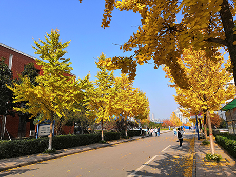 AHNU_gingko