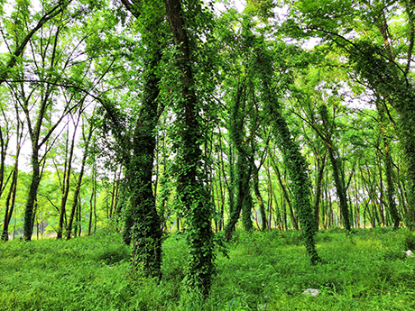 Xuancheng_woods